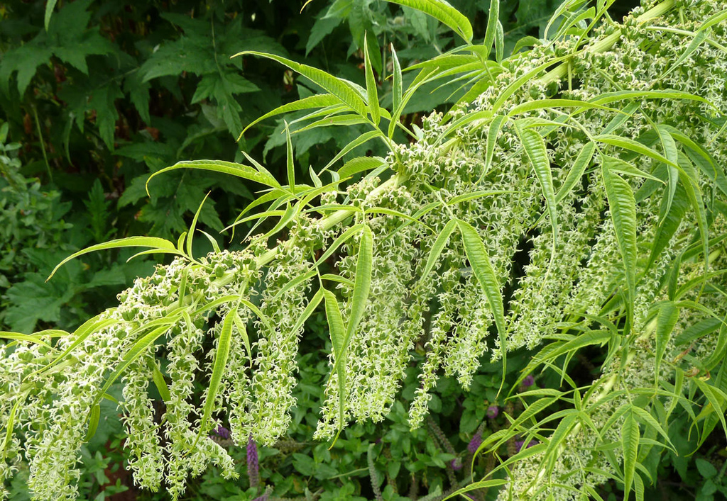Представитель Семейства Datiscaceae